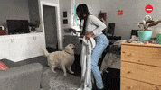 Dog GIF by BuzzFeed