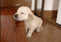 Dog Storm GIF