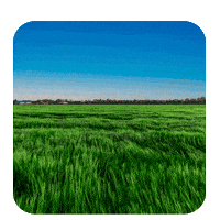 Pasto Extraordinario GIF by Corteva Brasil