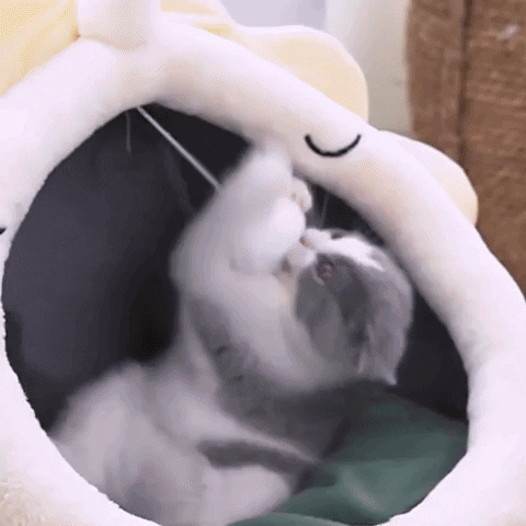 Snezana1 giphyupload GIF