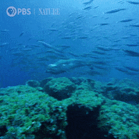 Pbs Nature Swimming GIF by Nature on PBS