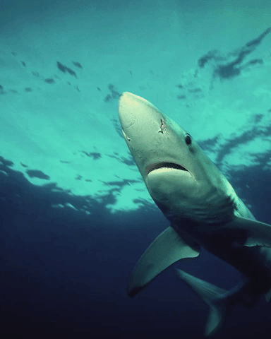 sharks GIF by Shark Week