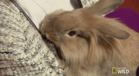 hungry nat geo wild GIF by Dr. K's Exotic Animal ER
