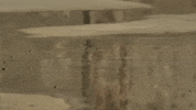 blackbrain shop bbc tap pill GIF
