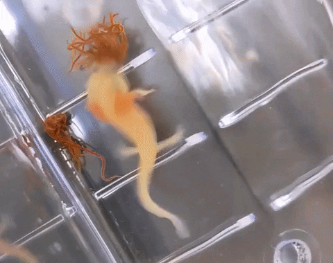 jcurrie2019 giphygifgrabber nom nom axolotl currie lab GIF