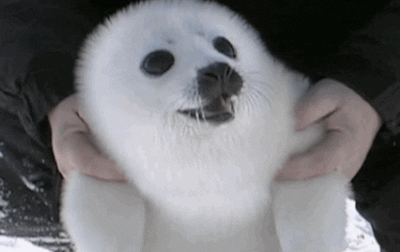 Seals GIF