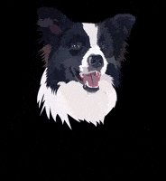 Bordercollie GIF
