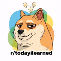 Shiba Inu Idea GIF by Doge Pound