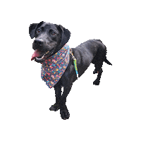 Black Dog Chess Sticker by Geekster Pets