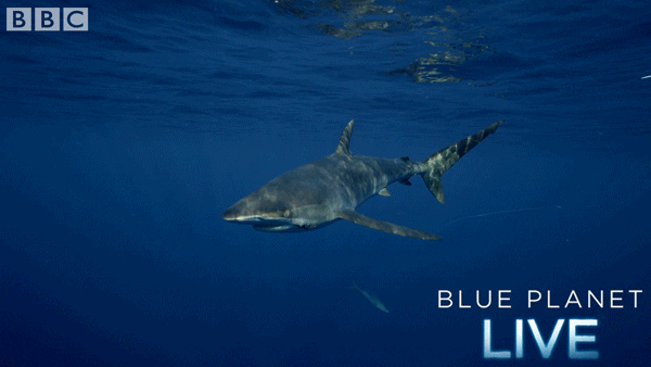 bbc one blue planet 2 GIF by BBC