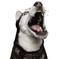 unimpressedhusky unimpressedhusky huskyjuno Sticker