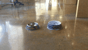 dogs predict the world series GIF by DogVacay