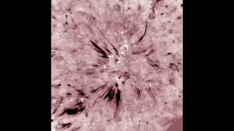 tulsimo giphygifmaker GIF