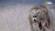 african cats big cat week GIF by Nat Geo Wild 