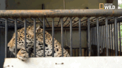 big cat week jaguar supercat GIF by Nat Geo Wild 