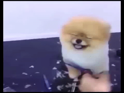 pomeranian GIF