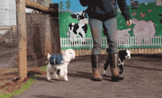goat love GIF