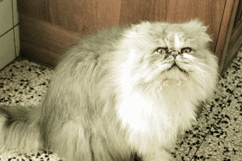 cat persian GIF