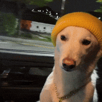 Jindo GIF