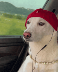 Dawg GIF