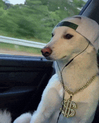 Eminem Dawg GIF