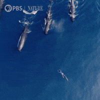 Film Swimming GIF by Nature on PBS
