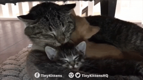 giphygifmaker cat relax kitten hugs GIF