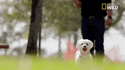 pupparazzi puppy potty face GIF by Nat Geo Wild