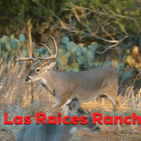 lasraices lasraices lasraicesranch GIF