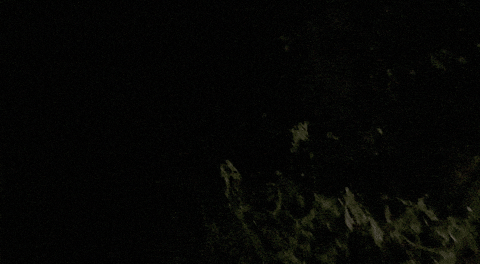 Blair Witch Pizza GIF by Speedy Ortiz