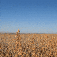 Agro Soja GIF by intactarr2pro