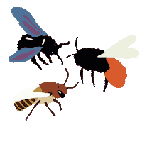 Stadtbienen nature bee bienen bienenschutz Sticker