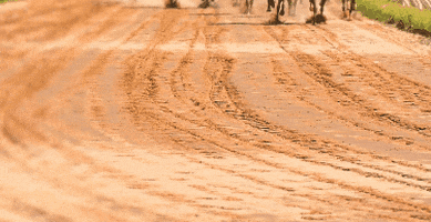 Essentiaderby GIF by Bear Agency Group
