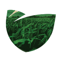 Sementes Agroceres Sticker by Agro Bayer