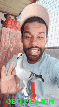 الكشيشة GIF