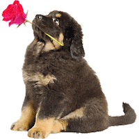 The Bachelor Love Sticker by Puppies Make Me Happy
