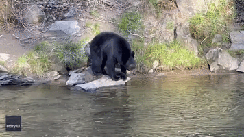 'It's Magical': Bear Crosses River Next to North Carolina Home
