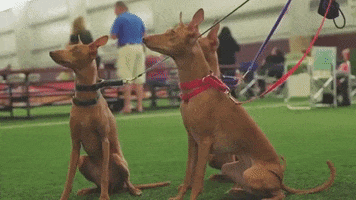 Patient Waiting GIF by Westminster Kennel Club