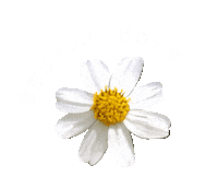 うるばな Sticker by URUBANA