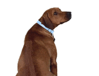 Dogs No Sticker by Juanma Salazar