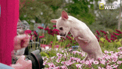 dog GIF by Nat Geo Wild