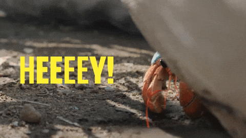 Crab Hello GIF by JoinZuzu