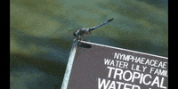 Dragon Fly Water GIF by DIIMSA Stock