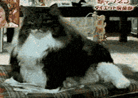 cat nevermind GIF