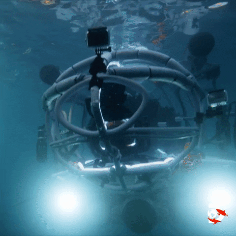 Sharks GIF by Shark Week