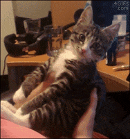 face kiss GIF