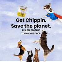Chippin  GIF
