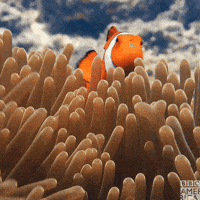 Finding Nemo Mood GIF by BBC America