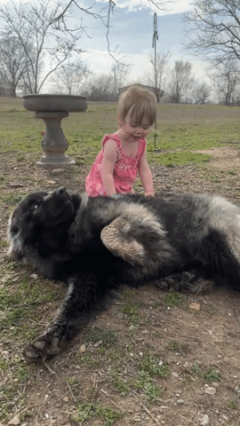 Toddler Cuddles With Huge Dog