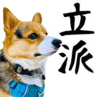 Corgi Wow Sticker